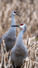Pair of Sandhill Cranes