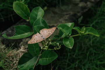 butterfly on a leaf