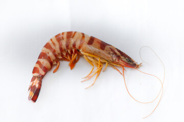 Fresh Giant Tiger Shrimp Isolated on a white background.