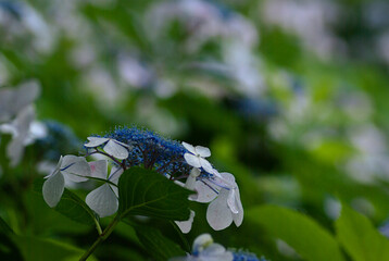 blue and white hydrangea