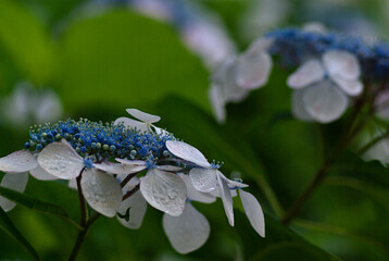 blue and white hydrangea