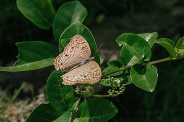 butterfly on a leaf