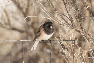 Dark-Eyed Junco