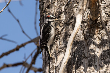 Obraz premium Hairy Woodpecker