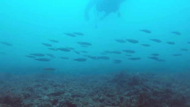 Banco de peces r&aacute;pidos pasan por debajo de un buceador