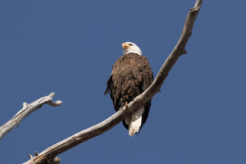 Idaho Bald Eagle