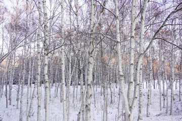 冬の白樺林