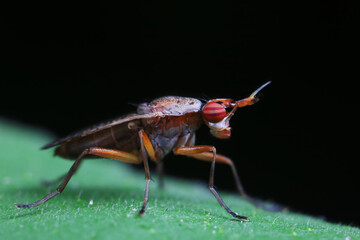 Flies on plants in the nature, North China Plain