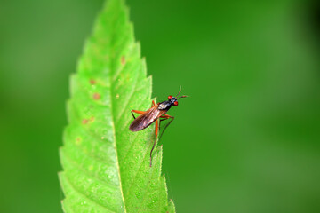 Flies on plants in the nature, North China Plain