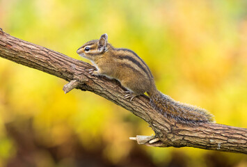 Little Chipmunk enjoying the gardens looking for food