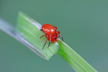 Spiders on wild plants, North China