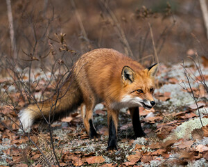 Red Fox photo stock. Red Fox in the forest foraging with forest background, moss, autumn brown leaves in its environment and habitat, displaying fox tail, fox fur. Fox image. Picture. Portrait.