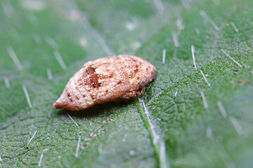 Cicada nymphs live on wild plants in North China