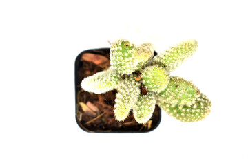 Green bunny ear cactus on clear white background