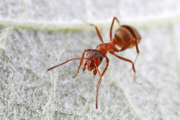 Ants on wild plants, North China