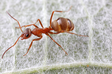 Ants on wild plants, North China