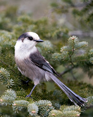 Gray Jay stock photos. Close-up profile view perched on a fir tree branch in its environment and habitat, displaying grey feather plumage and bird tail. Christmas picture ornament. Christmas card.