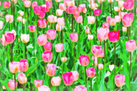 Watercolor floral pattern. Digital painting - illustration. Flowerbed of tulips. Bright red, flowers tulips close-up. Springtime landscape with flowers. Natural landscape, watercolor drawing