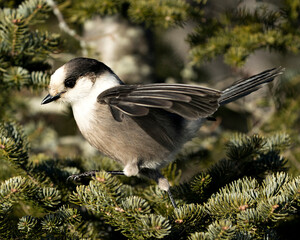 Gray Jay bird stock photos. Gray Jay close-up profile view perched on a fir tree branch in its environment and habitat, displaying grey feather plumage and bird tail.  Image. Picture. Portrait.