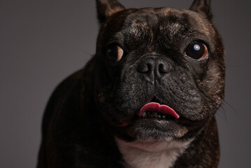 Cute black french bulldog