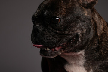 Cute black french bulldog