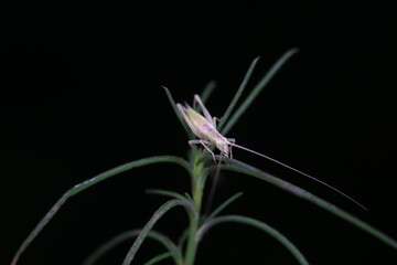 Tree crickets on wild plants, North China