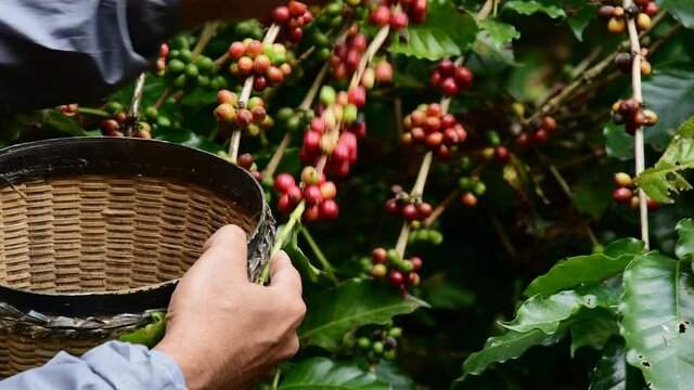 Hand farmer picking coffee bean in coffee process agriculture background, Coffee farmer picking ripe cherry beans, Fresh coffee bean in the basket, Close up of red berries coffee beans.
