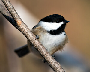 Chickadee Stock Photo. Close-up profile view on a tree branch with a blur background in its environment and habitat, displaying feather plumage wings and tail, black cap head. Image. Picture. 