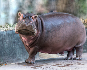 Hippopotamus animal stock photos.   Hiippopotamus in the park zoo. Image. Portrait. Picture.