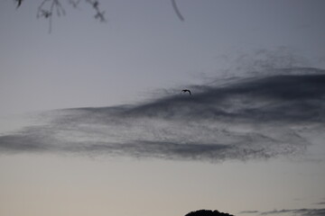 AVES EEN EL ATARDECER