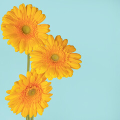 Yellow gerbera flower on a turquoise background.