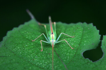 Katydids on wild plants, North China