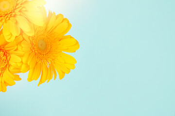 Yellow gerbera flower on a turquoise background.