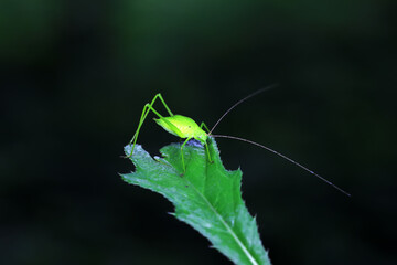 Katydids on wild plants, North China