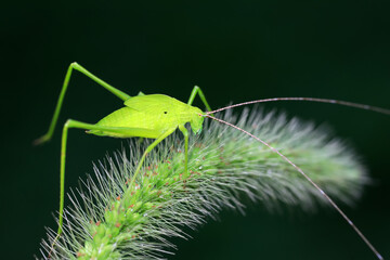 Katydids on wild plants, North China