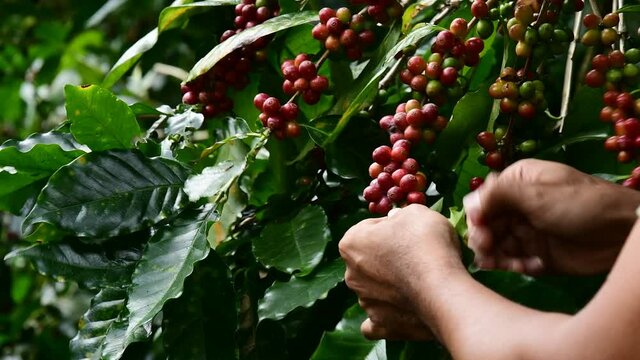 Hand farmer picking coffee bean in coffee process agriculture background, Coffee farmer picking ripe cherry beans, Fresh coffee bean in the basket, Close up of red berries coffee beans.