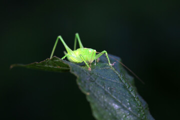 Katydids on wild plants, North China