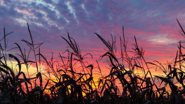 Stalks of corn with tassels are blowing in an evening breeze and silhouetted by the colors of a dramatic and beautiful sunset sky with clouds. Cornfield sundown video is looping with fade.
