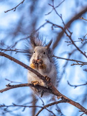 Fototapeta premium The squirrel sits on a branches in the winter or autumn on blue sky background