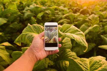 Agronomists use smartphones in a tobacco farm. For editing graphics display