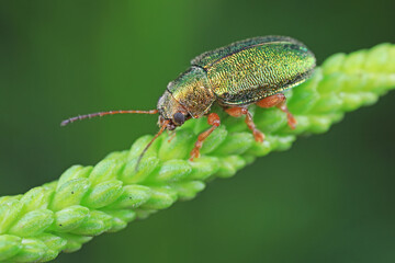 Leaf beetles inhabit wild plants in North China