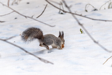A rear view of a squirrel quickly runs through the white snow.