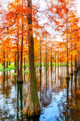 Beautiful colorful forest landscape in autumn.