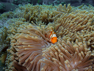 Fototapeta na wymiar Clown anemone fish hiding in their host anemone on a tropical coral reef in Tulamben, Bali