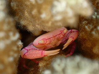 Pink Coral Crab hiding between hard corals in Tulamban, Bali
