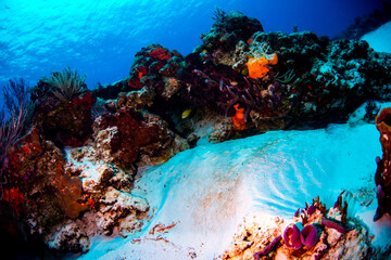 The reef in Cozumel Mexico © Bruce