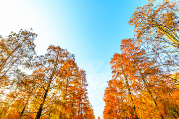 Colorful forest landscape in autumn.