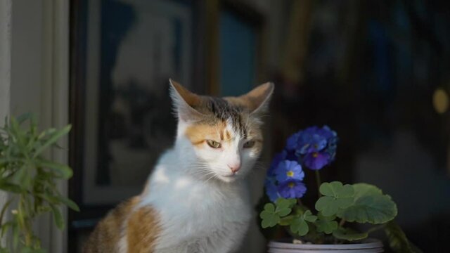 Close-up shot of Beautiful cute cat sitting on the windowsill