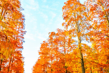 Colorful forest landscape in autumn.