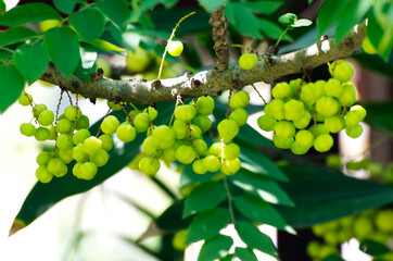 Green sour berry on tree branch